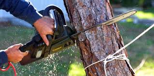 Best Tree Health Inspection  in Columbia, TN