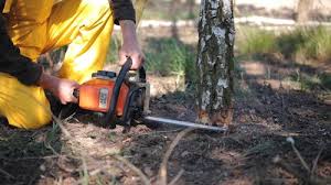 Best Tree and Shrub Care  in Columbia, TN