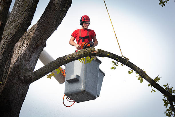 Best Hedge Trimming  in Columbia, TN