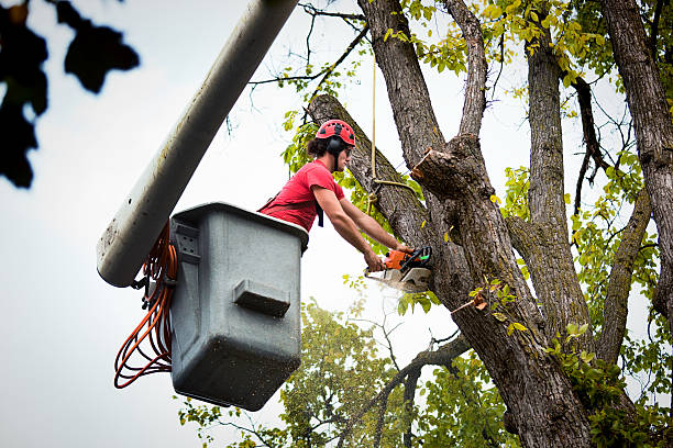 Best Tree Removal  in Columbia, TN